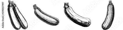 Various sketches of zucchini displayed in different orientations showcasing their distinctive shapes and textures