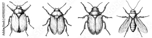 Intricate illustrations showcasing various beetle species with fine details and realistic features on a white background
