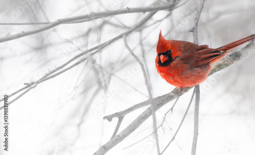 Red Cardinal bird on a branch of tree in Winter