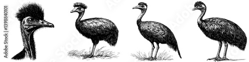 Unique illustrations of emus showcasing their distinct features and behaviors in natural settings