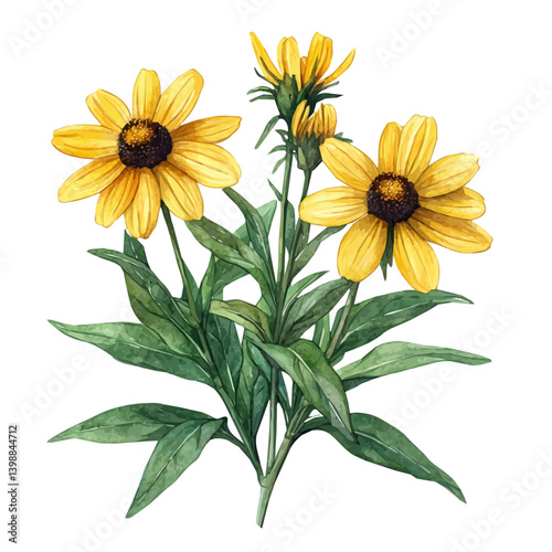 watercolor of Rudbeckia Branch, vector, isolated on a white background.