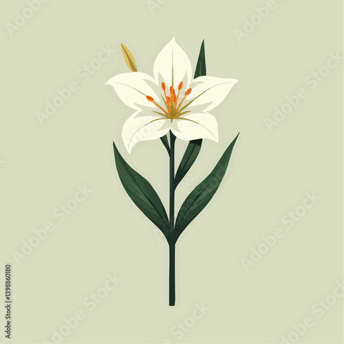 White Lily Flower Illustration, Blooming Bud

