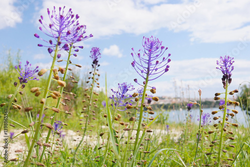 Leopoldia Comosa Muscari Comosum violet flowers at the sky background