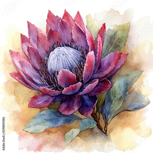 Protea Branch, vector watercolor illustration, isolated on a white background.