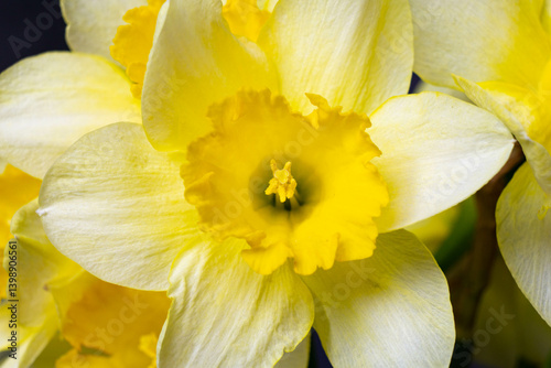 Yellow narcissus flower on a black background. Macro close-up of a blooming daffodil.