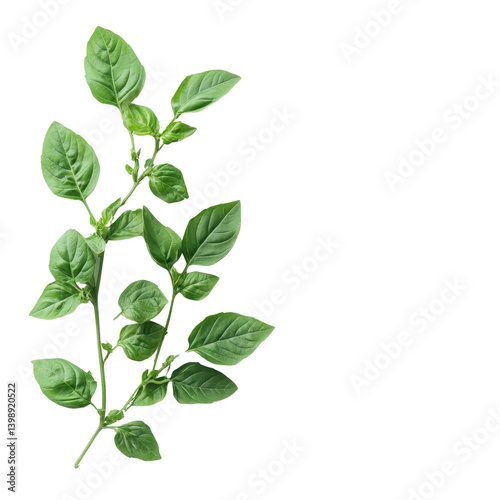 fresh basil Leaves PNG Isolated on white transparent background