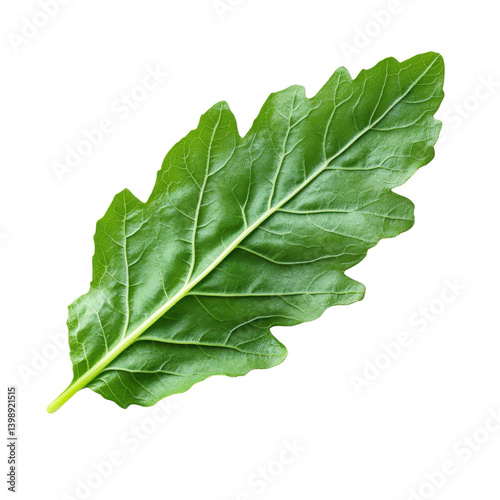 fresh green mizuna leaf png Isolated on white transparent background