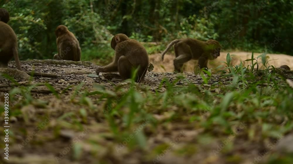 Assamese Macaque Monkey,Macaca assamensis Assamese Macaque Monkey,Macaca assamensis
