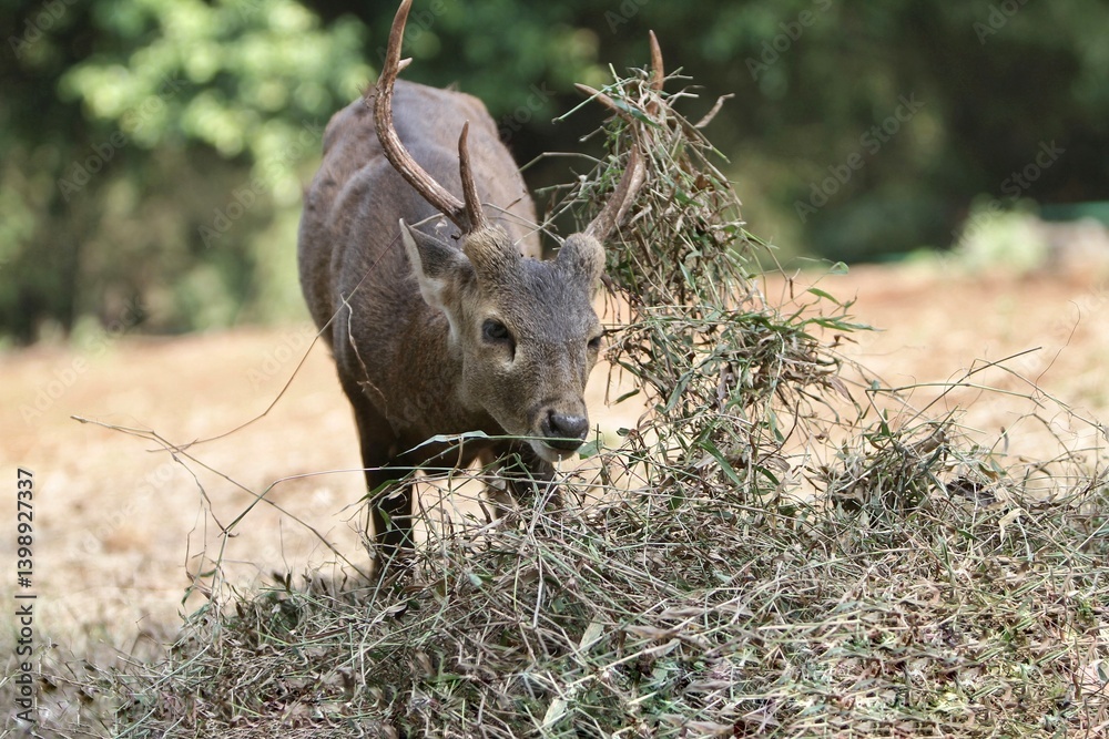 Fototapeta premium a bawean deer eating grass during the day