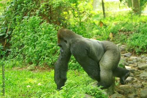 Obraz na płótnie A silverback gorilla walks in the bush during the day w salonie