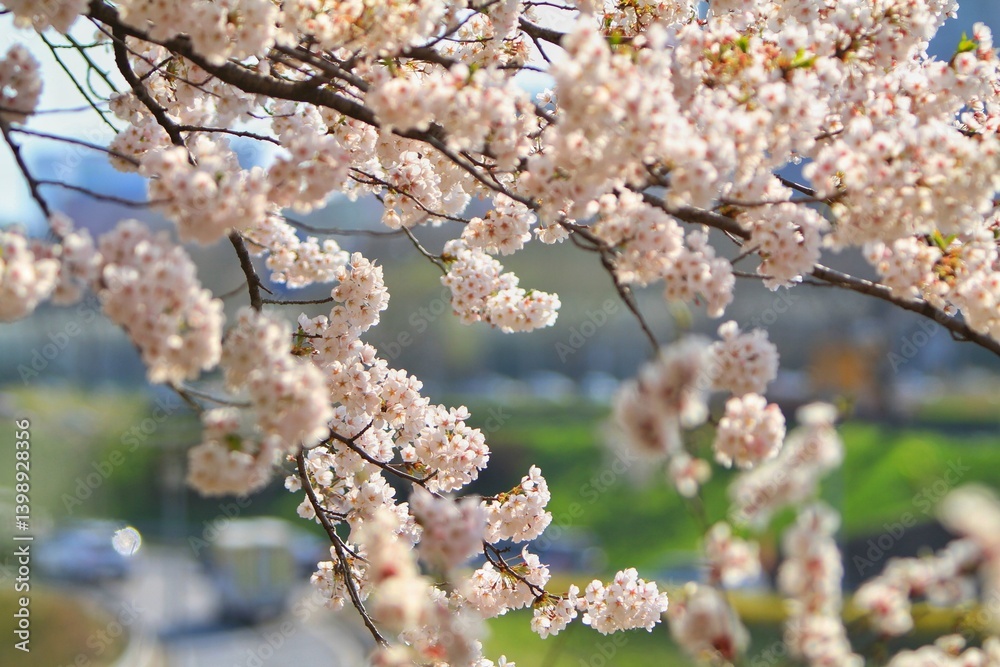 portrait of cherry blossoms in bloom