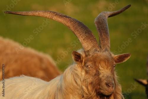 Photography close up of a goat on Dalkey Island , Dublin, Ireland