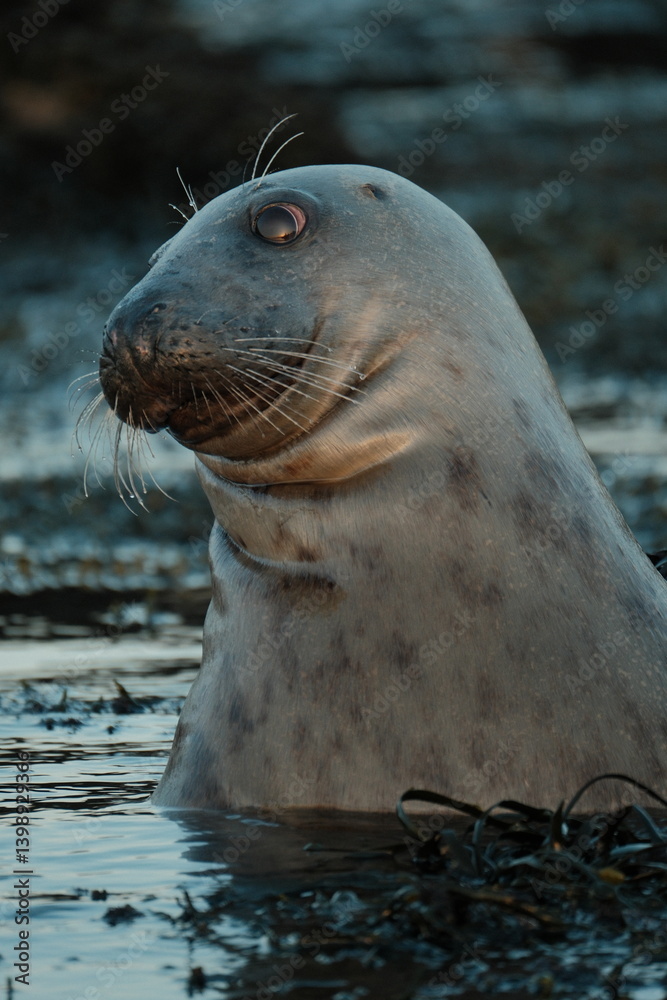 Obraz premium Seal at Dalkey Island Dublin Ireland at sunset 