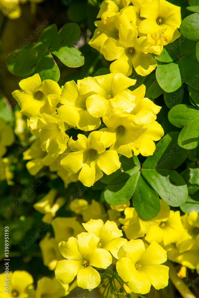 Yellow Oxalis pes-caprae, Bermuda buttercup or African wood-sorrel flowers, close up. Oxalis pes-caprae, citrus is a species of herbaceous plant of the genus Oxalis in the family Oxalidaceae