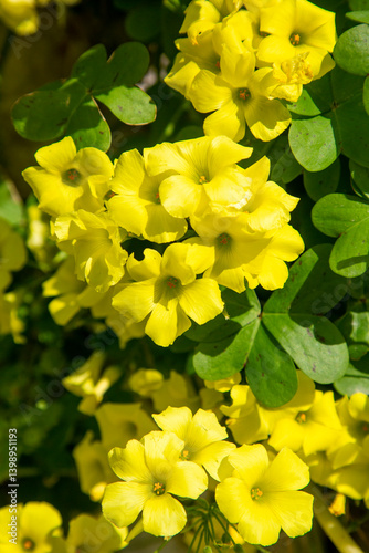 Obraz na płótnie Yellow Oxalis pes-caprae, Bermuda buttercup or African wood-sorrel flowers, close up. Oxalis pes-caprae, citrus is a species of herbaceous plant of the genus Oxalis in the family Oxalidaceae w salonie