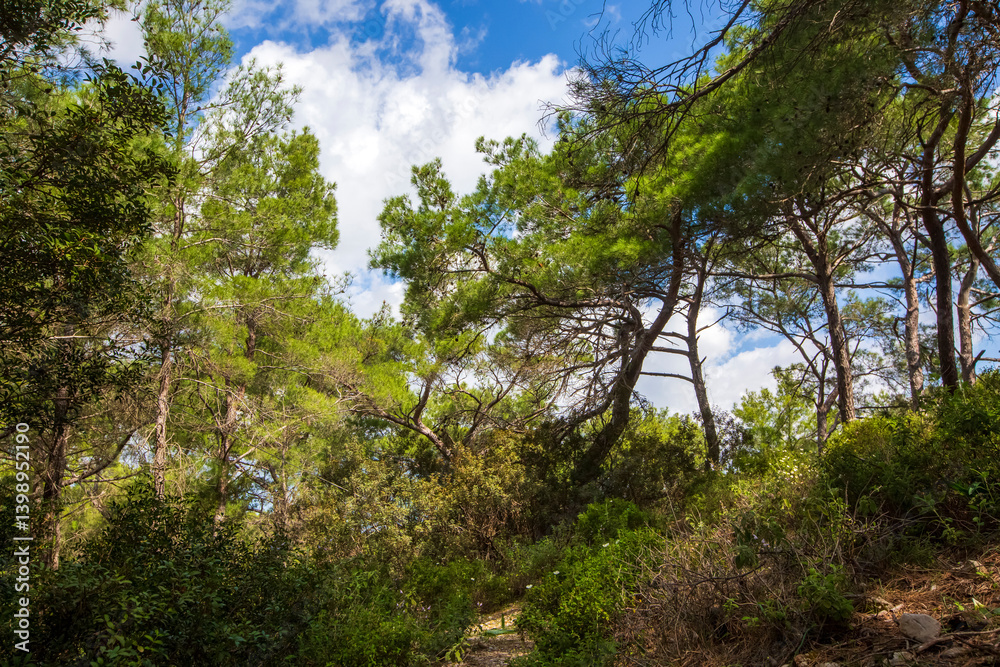 Pine is the name given to coniferous species that include forest trees from the Pinus genus of the Pinaceae family.