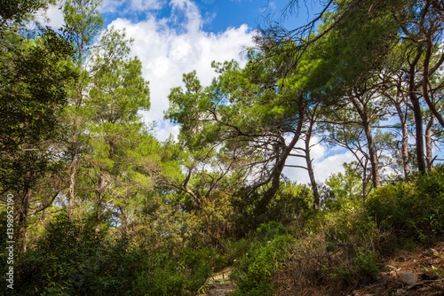 Obraz na płótnie Pine is the name given to coniferous species that include forest trees from the Pinus genus of the Pinaceae family. w salonie