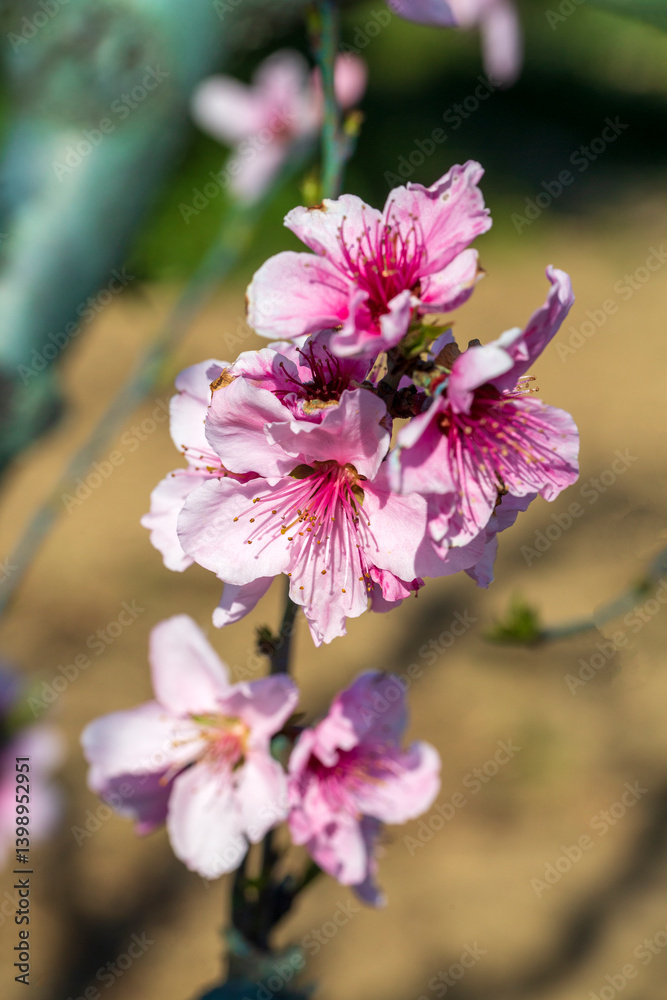 Peach tree in bloom in spring