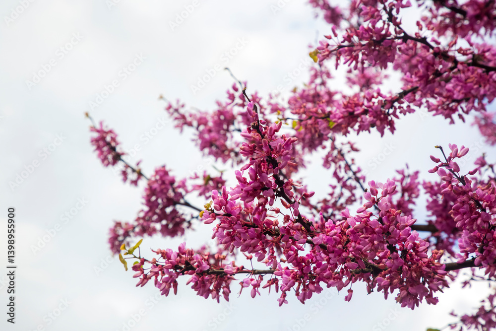 Judas tree (Cercis siliquastrum) is a shrub-like tree from the Fabaceae family.