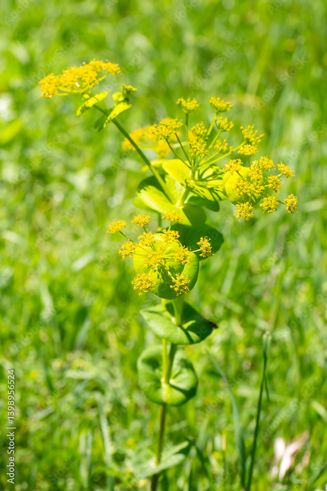 Smyrnium perfoliatum is a plant species from the Smyrnium genus of the Apiaceae family.