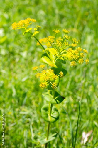Obraz na płótnie Smyrnium perfoliatum is a plant species from the Smyrnium genus of the Apiaceae family. w salonie