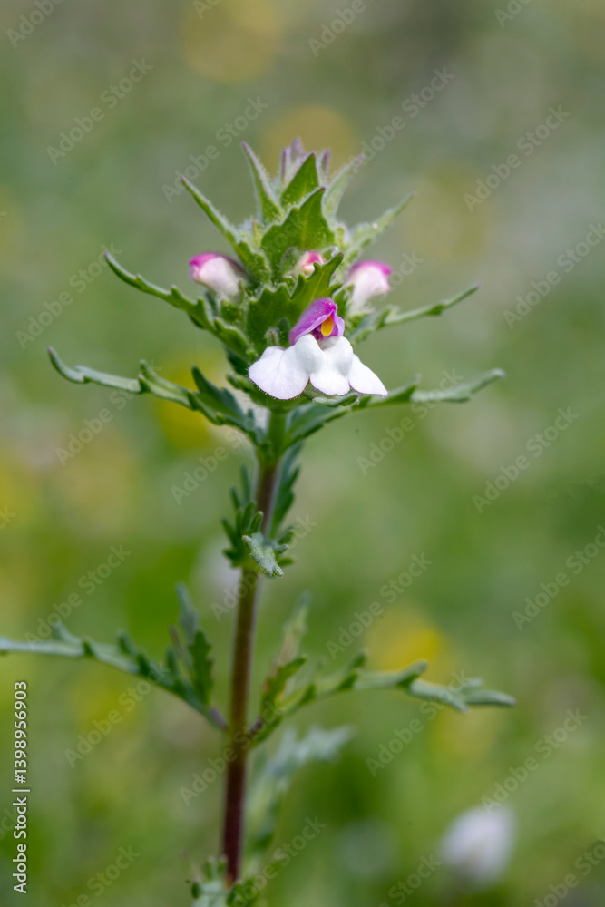 Mediterranean lineseed, Bellardia trixago, Trixago bartsia, erect herb with sawtoothed leaves dotted with glands and hairs, terminal spike of white lipped flowers.