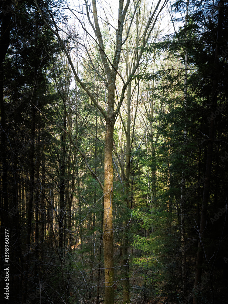 Obraz premium Sunlight breaks through dense woodland illuminating the central bare tree trunk surrounded by tall coniferous trees casting layered shadows across the forest floor