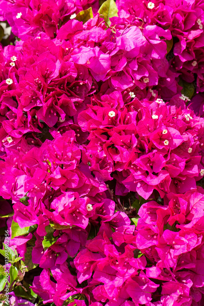 Blooming great bougainvillea (Bougainvillea spectabilis) close-up