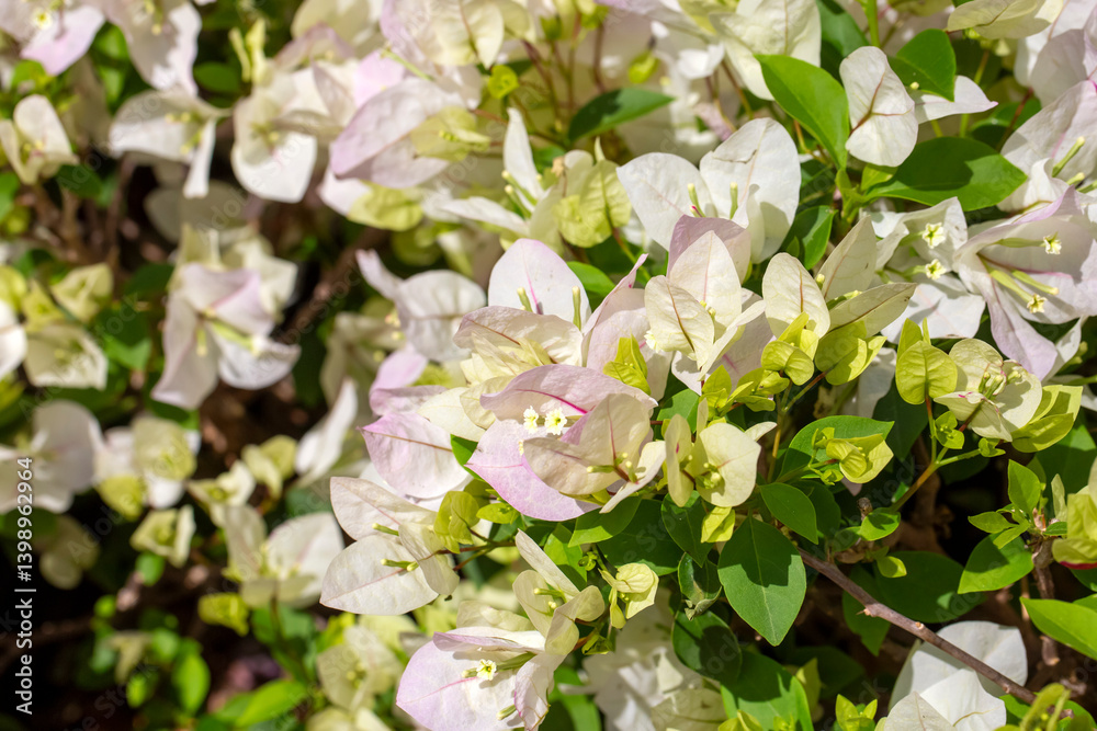 Blooming great bougainvillea (Bougainvillea spectabilis) close-up