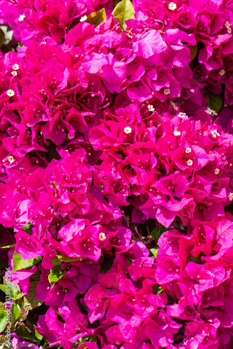 Obraz na płótnie Blooming great bougainvillea (Bougainvillea spectabilis) close-up w salonie