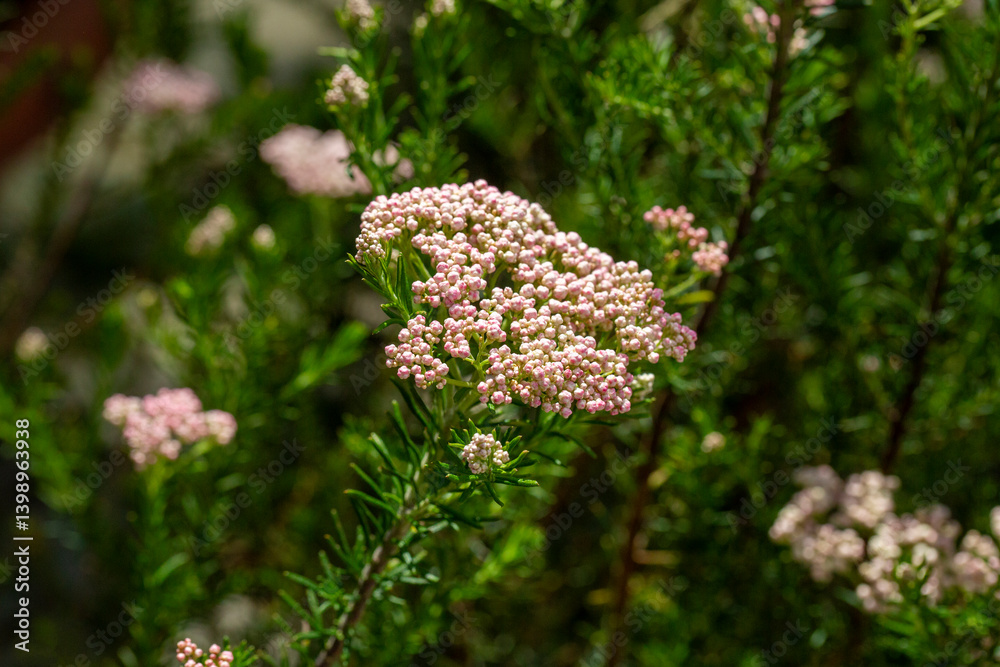 Ozothamnus diosmifolius is an erect, woody shrub in the family Asteraceae and is endemic to eastern Australia. Common names for this species include rice flower, white dogwood, pill flower and sago bu
