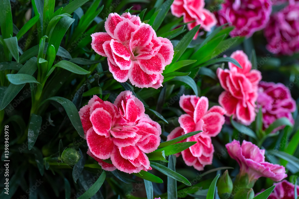 Dianthus caryophyllus is a species of Dianthus native to the Mediterranean region.