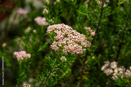 Obraz na płótnie Ozothamnus diosmifolius is an erect, woody shrub in the family Asteraceae and is endemic to eastern Australia. Common names for this species include rice flower, white dogwood, pill flower and sago bu w salonie