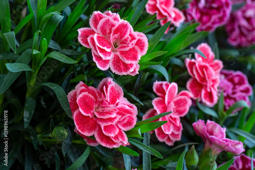 Obraz na płótnie Dianthus caryophyllus is a species of Dianthus native to the Mediterranean region. w salonie