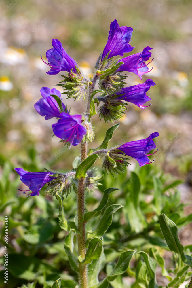 Echium plantagineum is a genus of Echium native to Western and Southern Europe, North Africa and Southwest Asia.