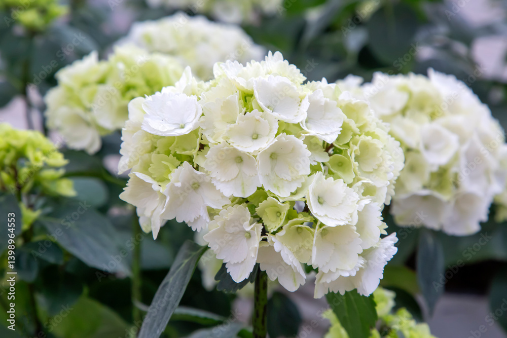 Hydrangea macrophylla in flower show