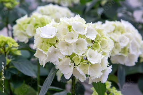 Obraz na płótnie Hydrangea macrophylla in flower show w salonie