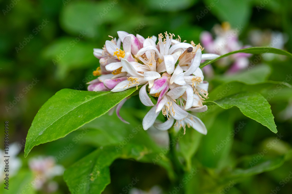 Tangerine tree or Orange tree or Lemon tree blossom flower
