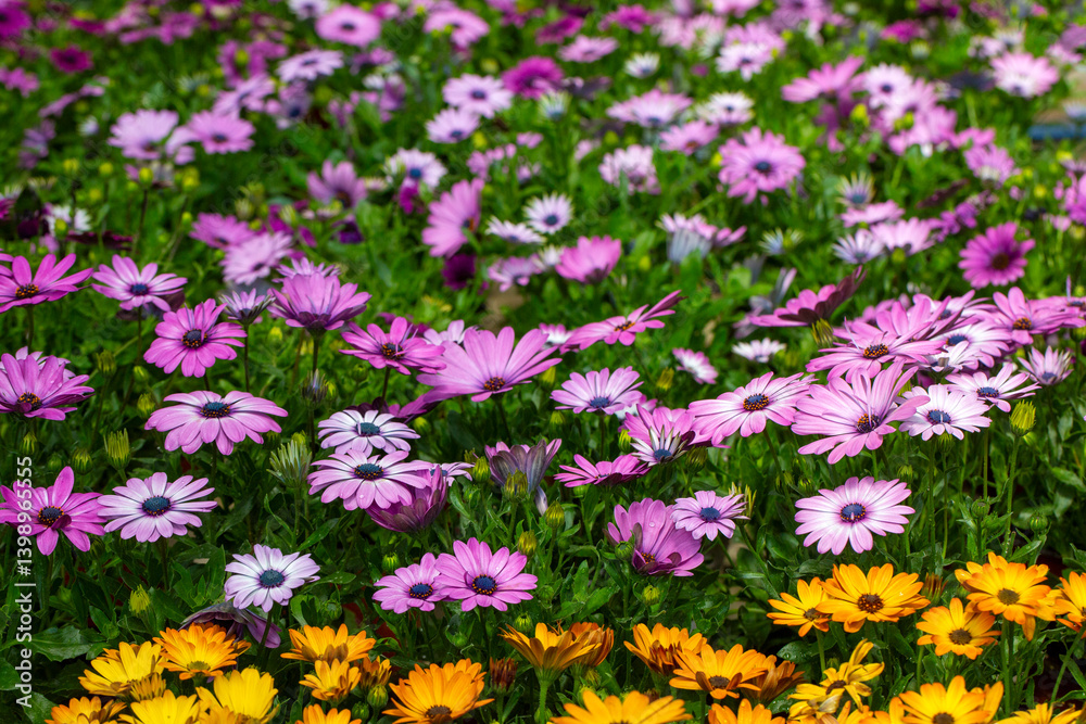 Osteospermum fruticosum flowers in full bloom