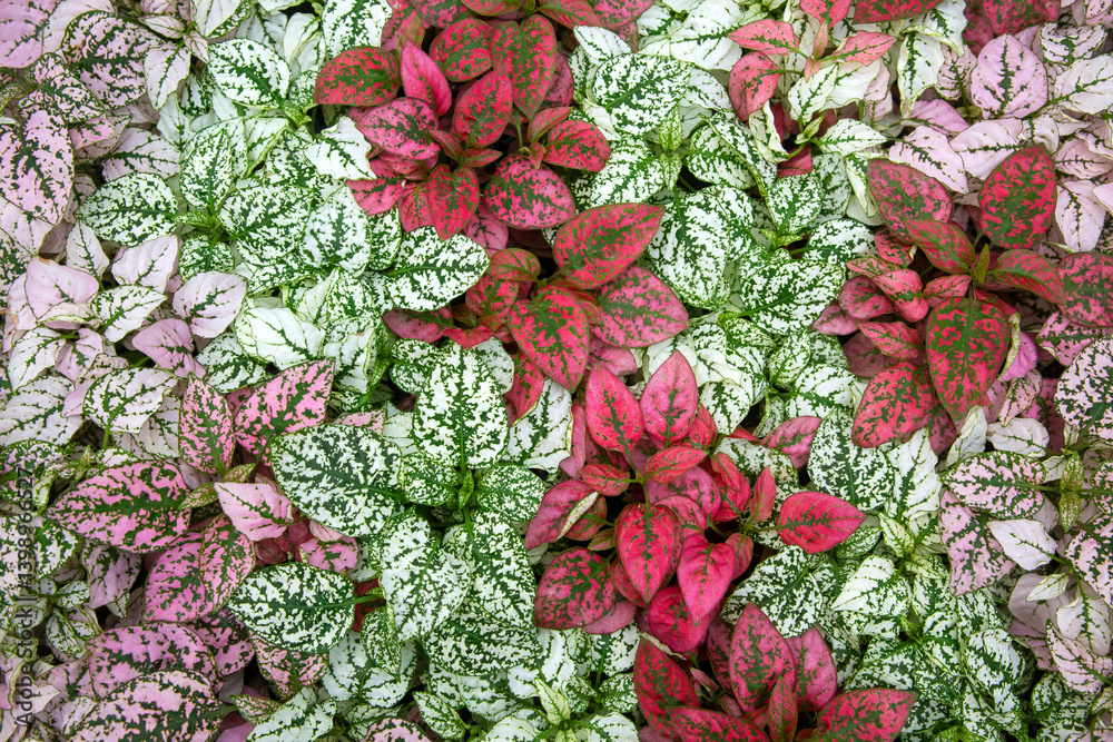 Hypoestes phyllostachya, the polka dot plant, is a species of flowering plant in the family Acanthaceae, native to South Africa, Madagascar, and south east Asia.