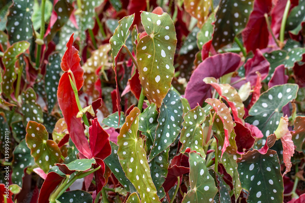 Begonia Maculata plants in the garden
