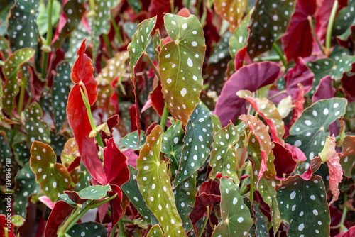 Obraz na płótnie Begonia Maculata plants in the garden w salonie