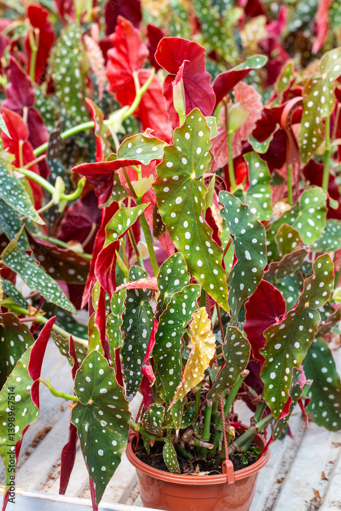 Begonia Maculata plants in the garden