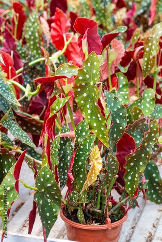 Obraz na płótnie Begonia Maculata plants in the garden w salonie