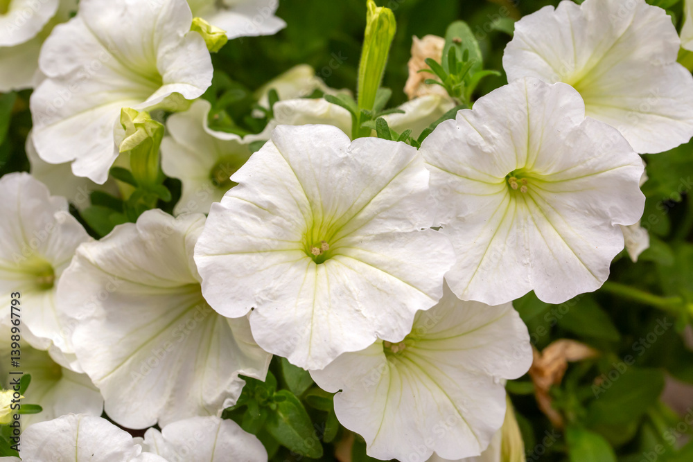 Petunia is a genus of plants belonging to the Solanaceae family.