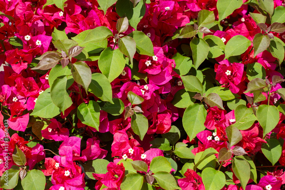 Blooming great bougainvillea (Bougainvillea spectabilis) close-up