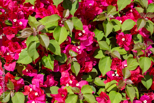 Blooming great bougainvillea (Bougainvillea spectabilis) close-up