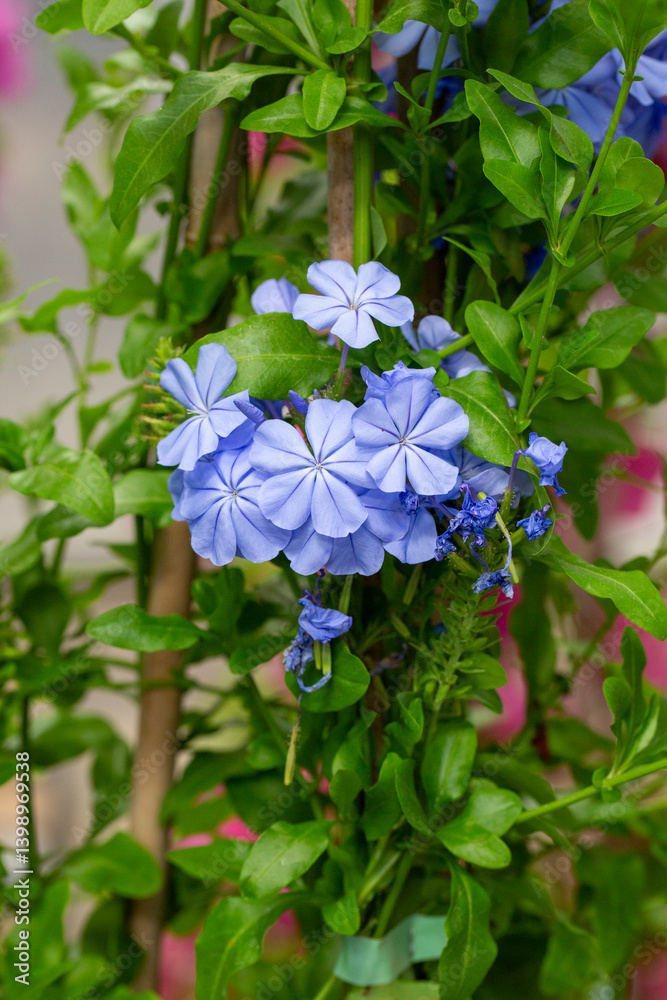 Plumbago auriculata or blue jasmine is a species of plant belonging to the Plumbaginaceae family.