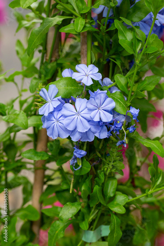 Obraz na płótnie Plumbago auriculata or blue jasmine is a species of plant belonging to the Plumbaginaceae family. w salonie