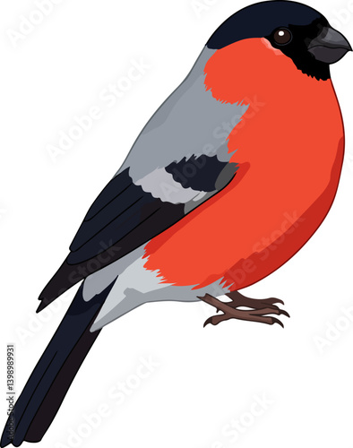 Bullfinch (Pyrrhula pyrrhula)